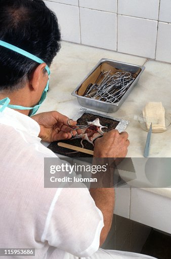 Dissection Of A Lab Mouse High-Res Stock Photo - Getty Images
