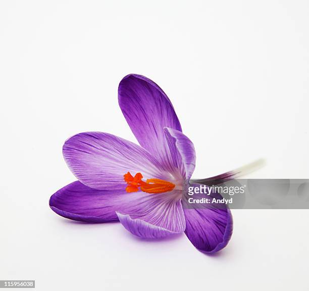 crocus - krokus iris familie stockfoto's en -beelden