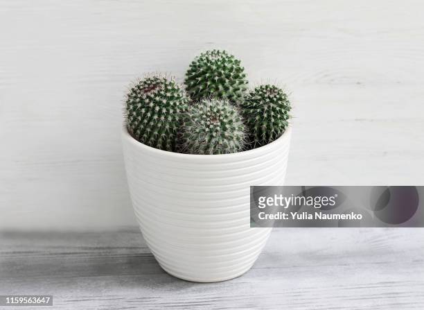 cactus in white pot on wooden background. close-up of home potted plant. - white pot plant stock pictures, royalty-free photos & images