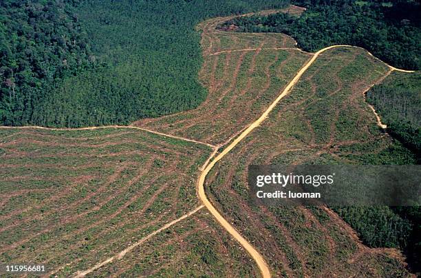 deforestación en el amazonas - amazonia fotografías e imágenes de stock