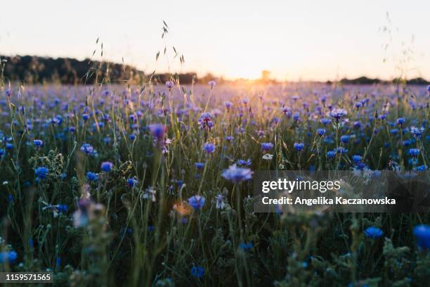 wild meadow full of cornflowers at sunset - korenbloem stockfoto's en -beelden