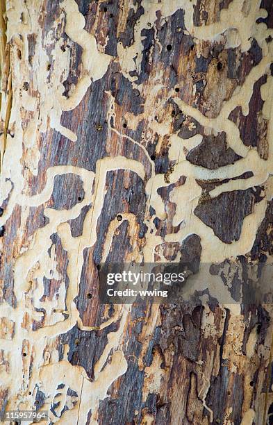 pine beetle damage - longhorn beetle stock pictures, royalty-free photos & images