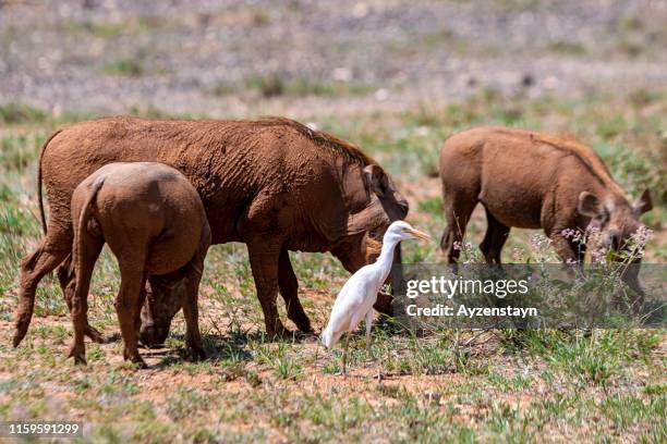 wild boar - ugly bird stock pictures, royalty-free photos & images