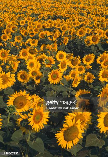 sunflower field - sunflowers stock pictures, royalty-free photos & images
