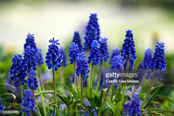 grape hyacinths - muscari - fotografias e filmes do acervo