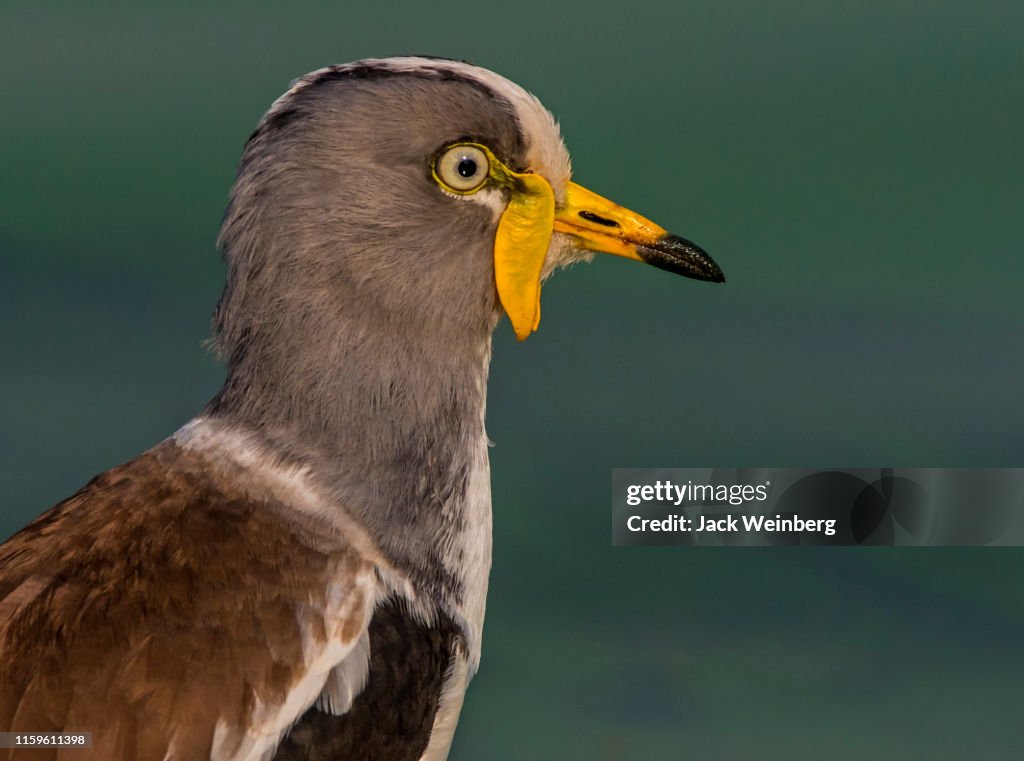 White-crowned lapwing, close up side view, Kruger National Park, South Africa