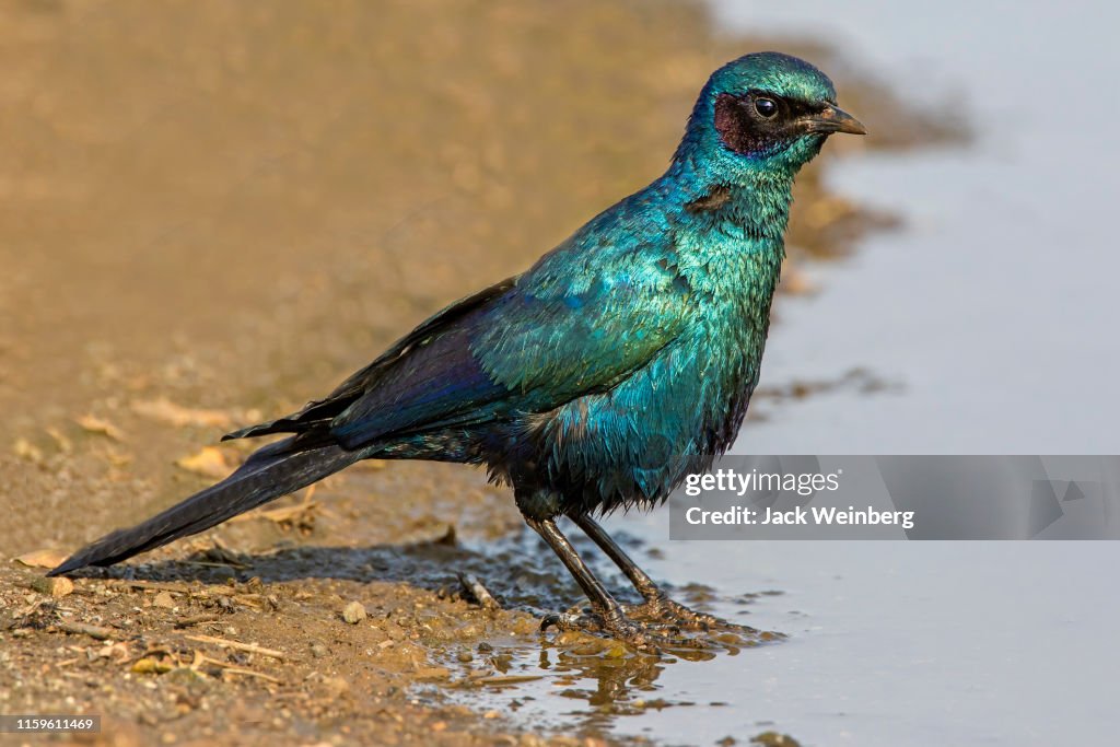 Cape glossy starling with turquoise plumage standing on edge of watering hole, side view, Kruger National park, South Africa