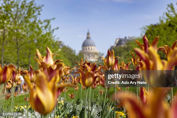 tulips in jardin du luxembourg, pantheon in background, paris, france - jardin du luxembourg no people foto e immagini stock