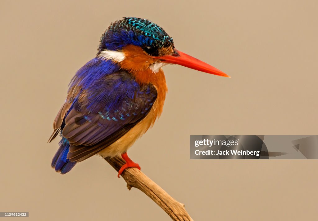 Malachite kingfisher perched on branch, side view, Kruger National Park, South Africa