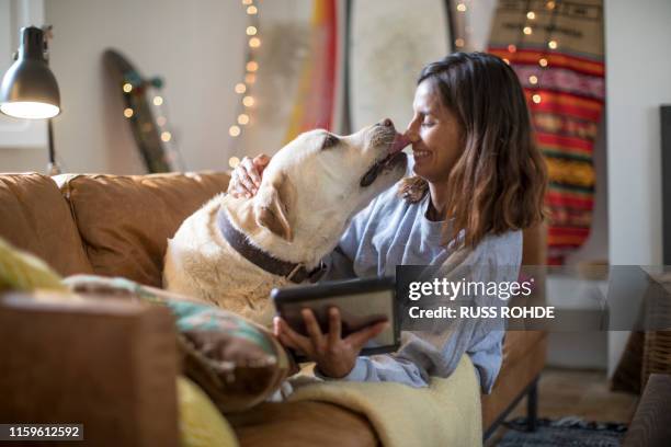 labrador retriever licking young woman's face on living room sofa - labrador retriever ストックフォトと画像