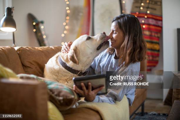 labrador retriever licking young woman's face on living room sofa - labrador retriever stock pictures, royalty-free photos & images
