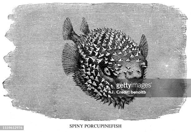 spiny porcupinefish - balloonfish stock illustrations