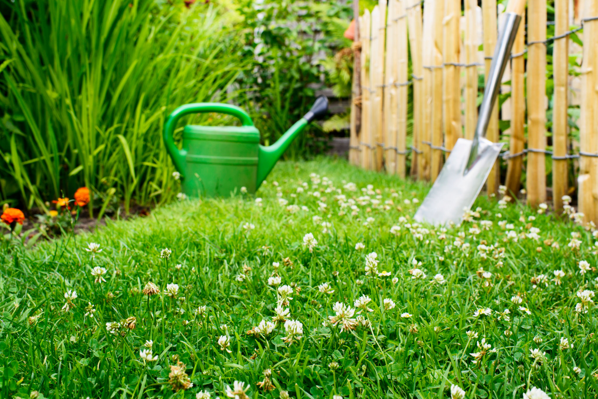 clover lawn