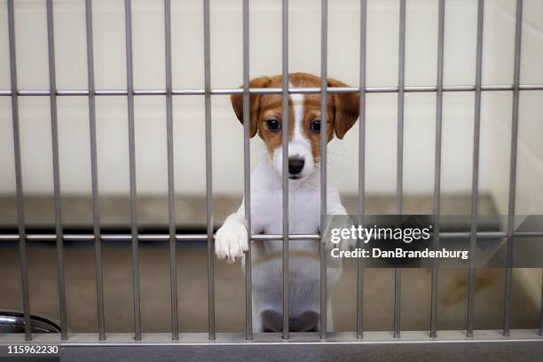 chenil chiot - adoption photos et images de collection