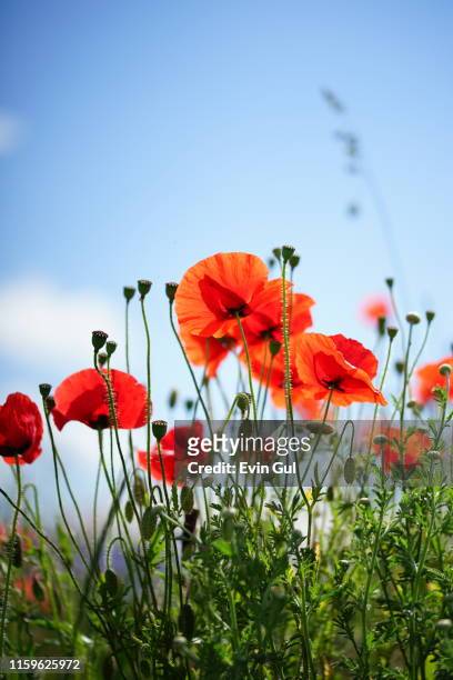 red poppy flowers with blue sky background - mohn pflanze stock-fotos und bilder