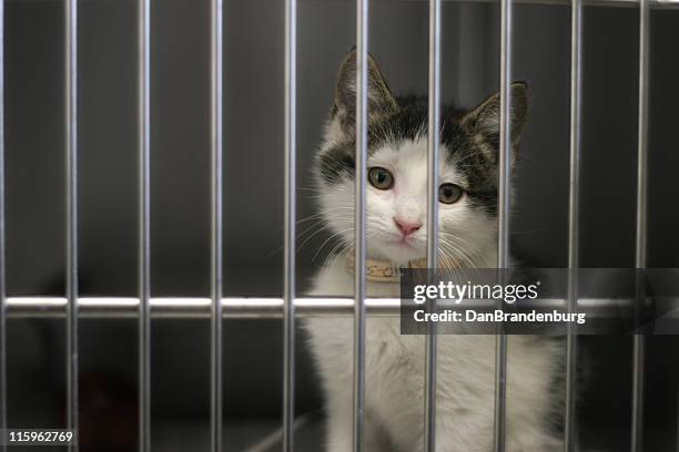 pound kitty - animal rescue stock pictures, royalty-free photos & images