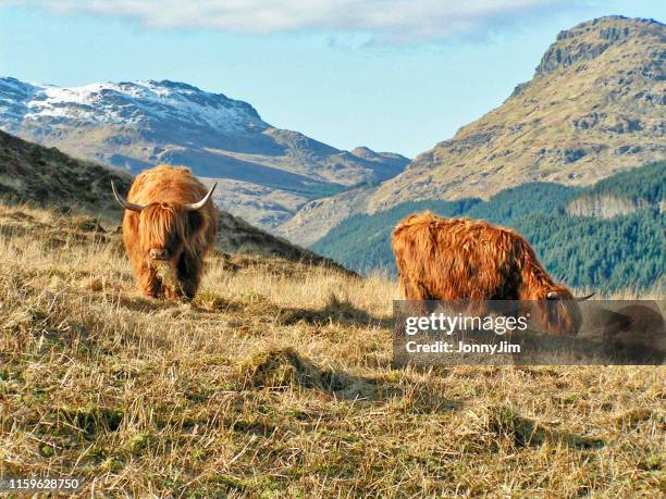 highland cows in scotland - highland cattle stock pictures, royalty-free photos & images