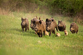 Group of wild boars, sus scrofa, running in spring nature.