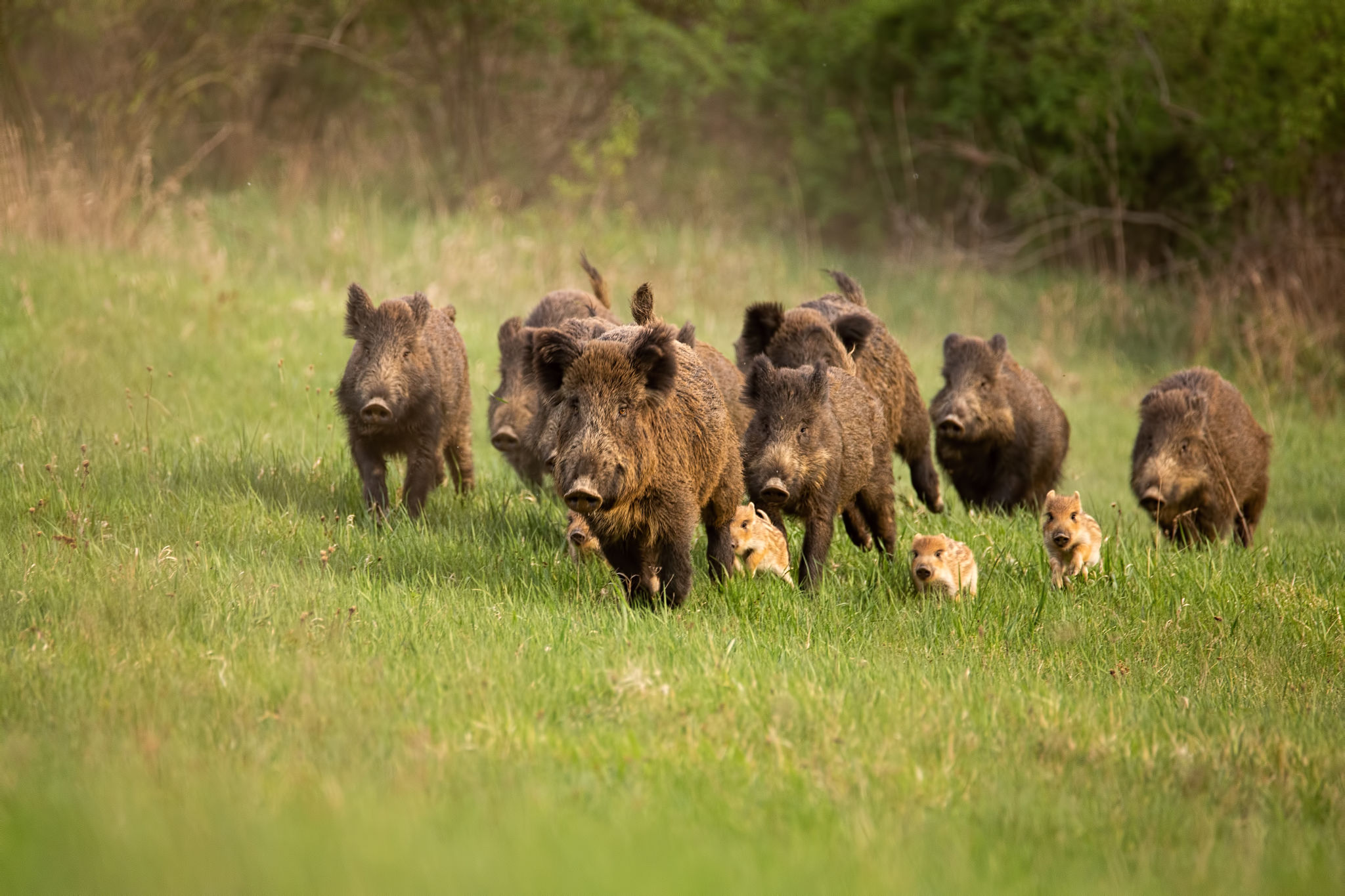 wildlife tracking