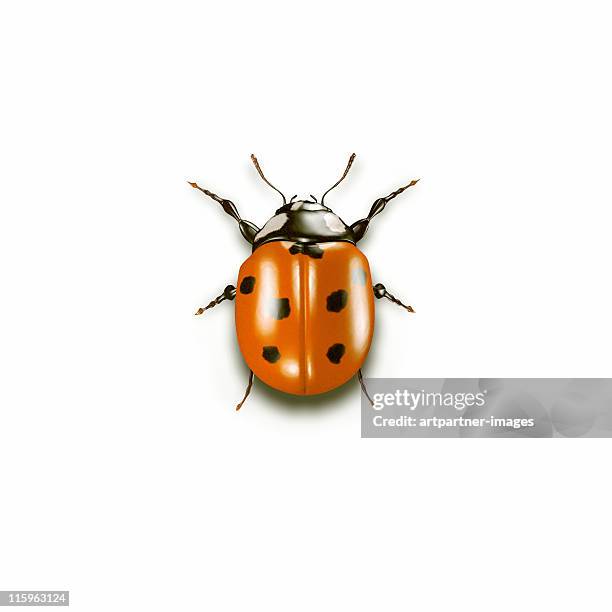 ladybug on white background - ladybird fotografías e imágenes de stock