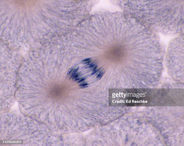 cell division (mitosis), anaphase, whitefish mitosis, 250x - anaphase stock-fotos und bilder