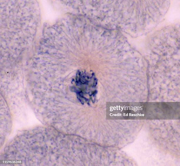 61 Cell In Prophase Stock Photos, High-Res Pictures, and Images - Getty ...