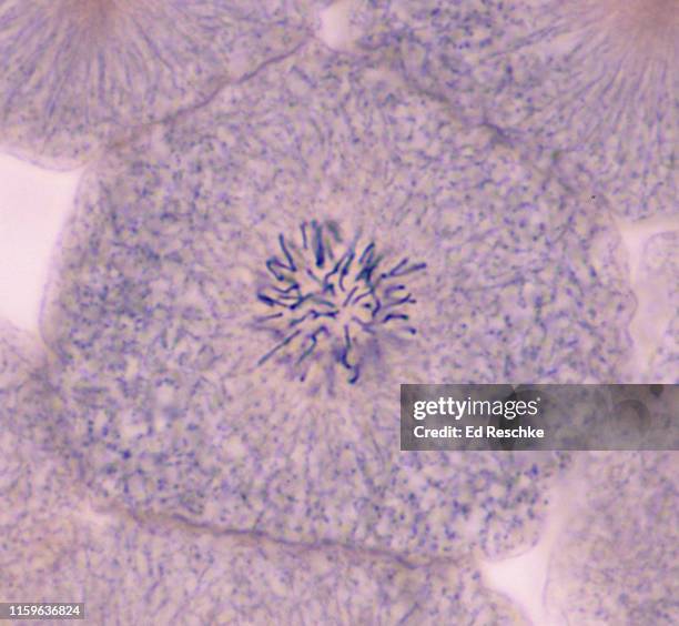 cell division (mitosis), late prophase, whitefish mitosis, 250x - prophase stock pictures, royalty-free photos & images