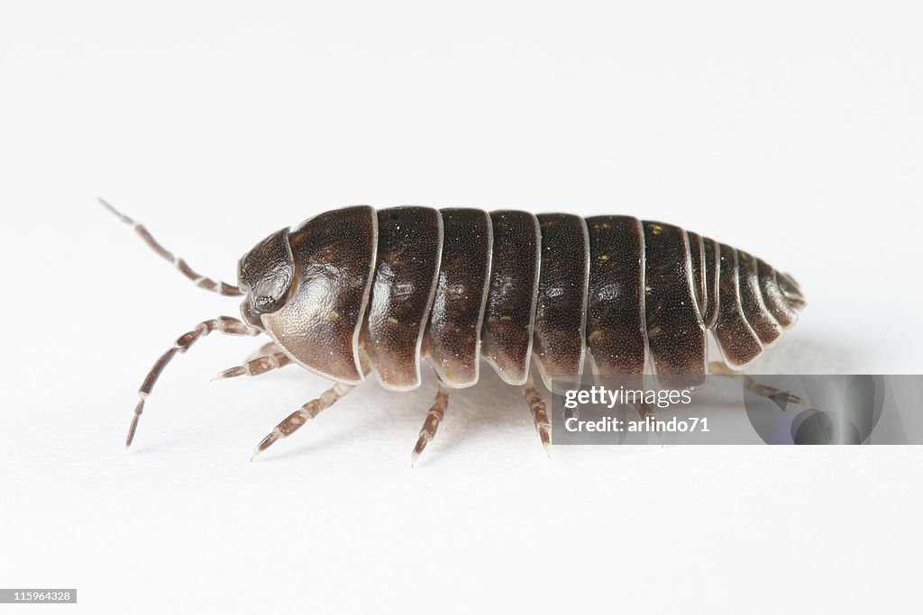Oniscidea 02