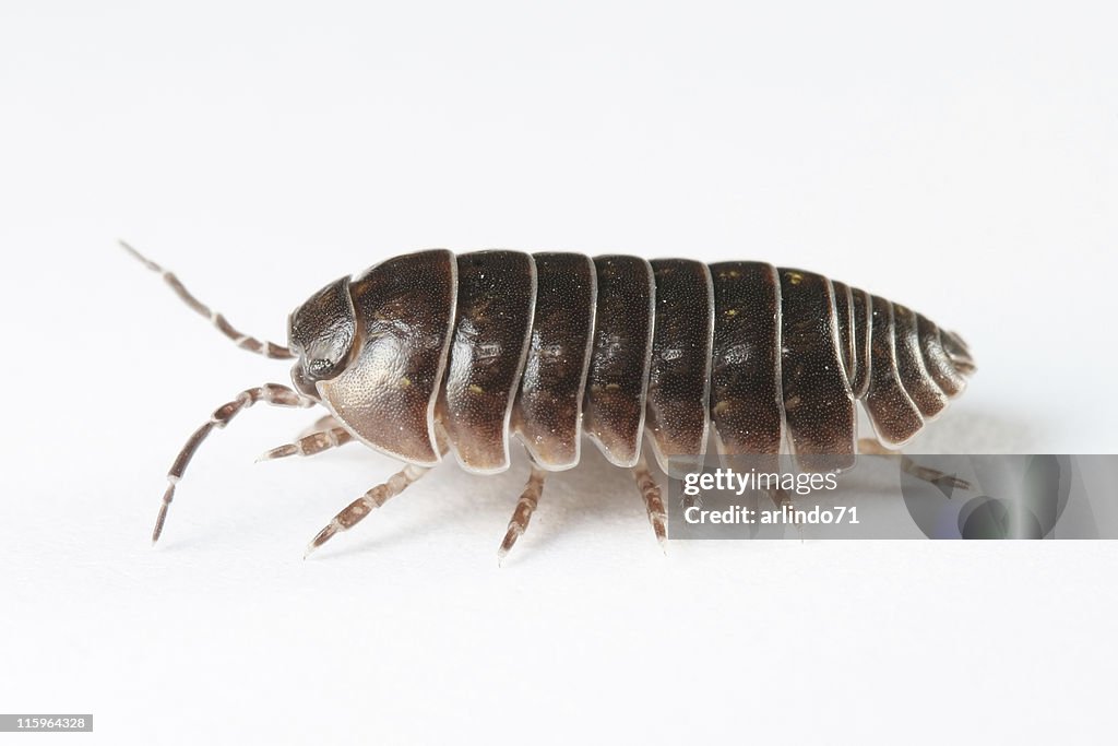 Woodlouse 02