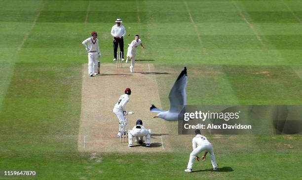 Gull passes by as Mason Crane of Hampshire bowls during Day Three of the Specsavers County Championship Division One match between Somerset and...