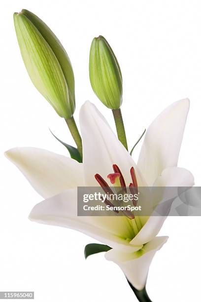 isolated lilly - lily stock pictures, royalty-free photos & images