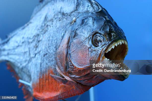 piranha - cypriniforme photos et images de collection