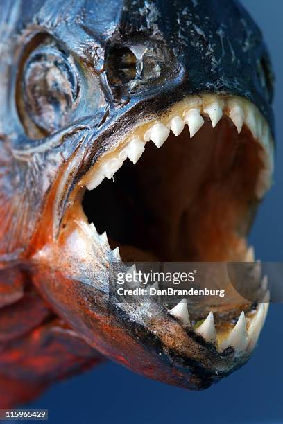 piranha - cypriniforme photos et images de collection