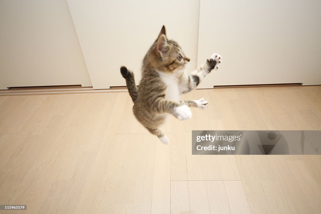 Jumping cat