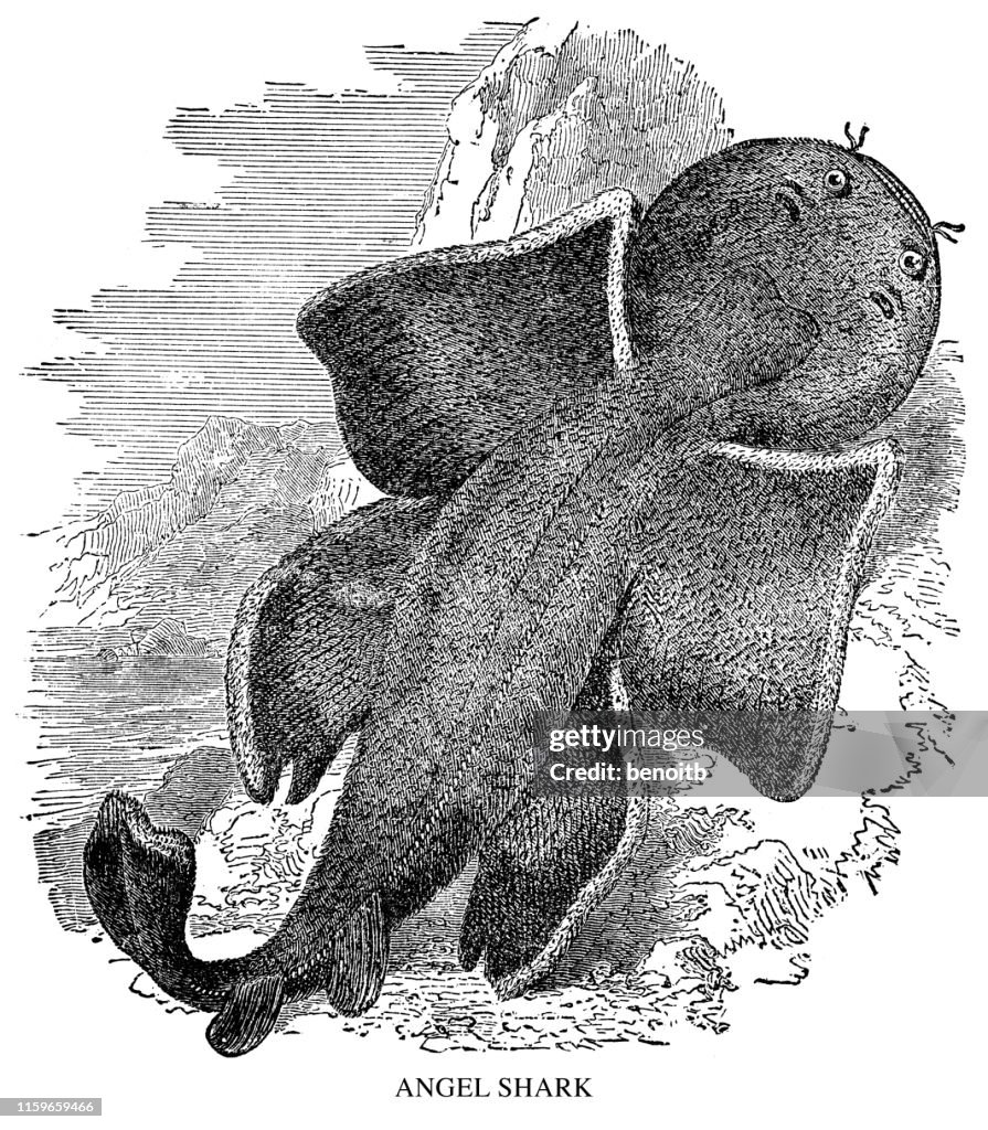 Angel Shark