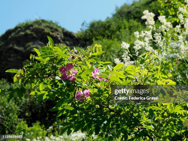 Roses In Forest 1,837 Valley Of Roses Stock Photos, High-Res Pictures, and Images ...