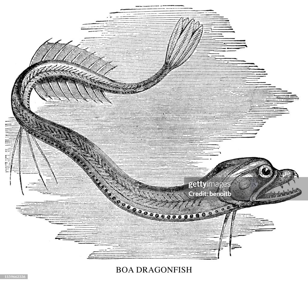 Good dragonfish