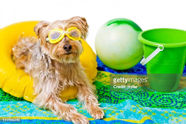 vita da spiaggia - dog days of summer foto e immagini stock