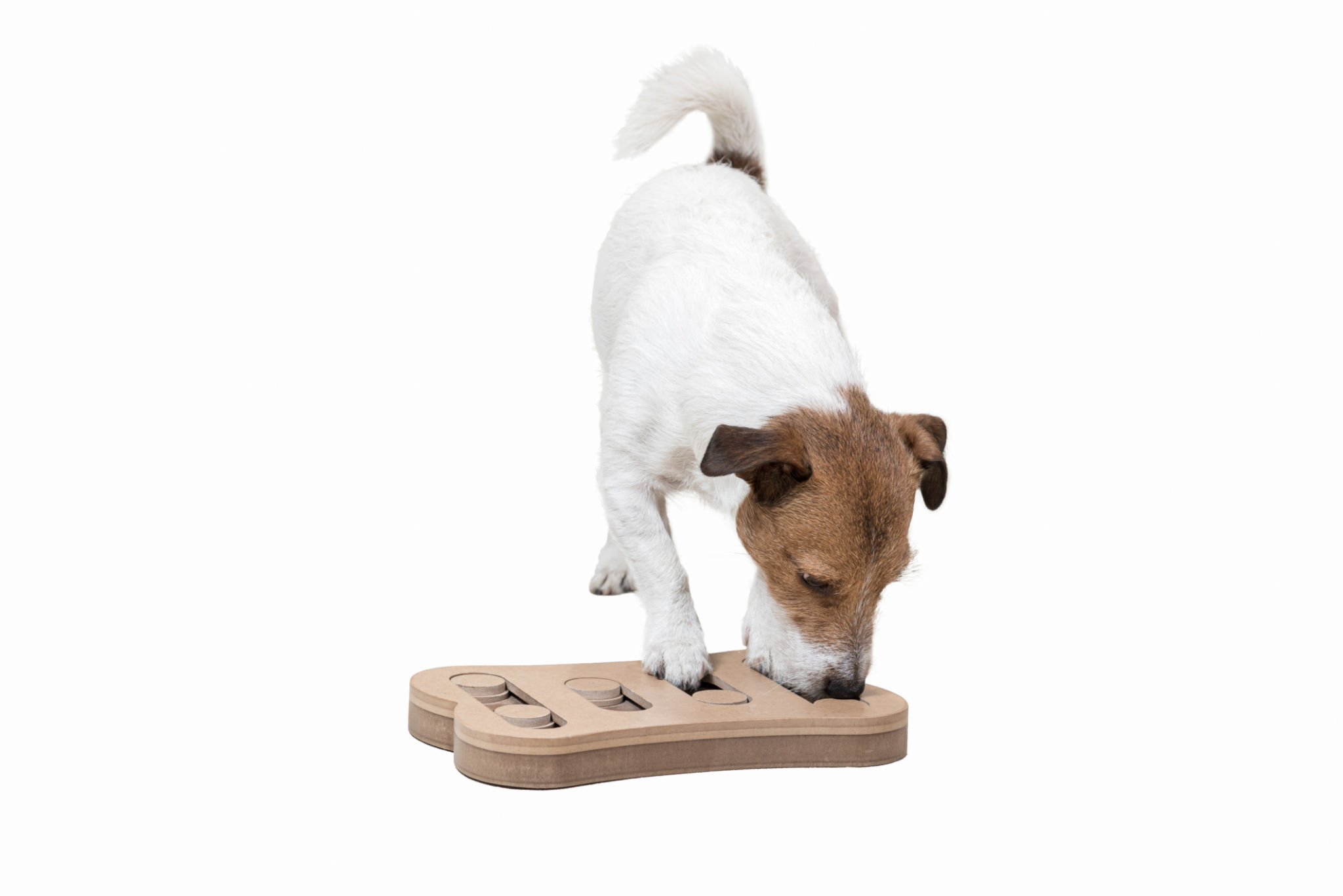 Dog during mentally stimulating activity with puzzle sniffing game Dog during mentally stimulating activity with puzzle sniffing game