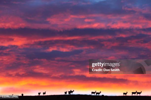 deer on ridgeline, te anau, new zealand - テアナウ ストックフォトと画像