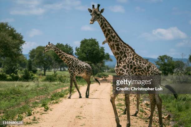 african safari animals - animal crossing foto e immagini stock