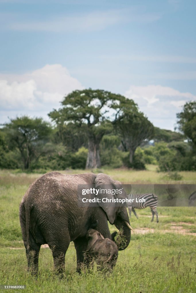 Elephant calf with mother