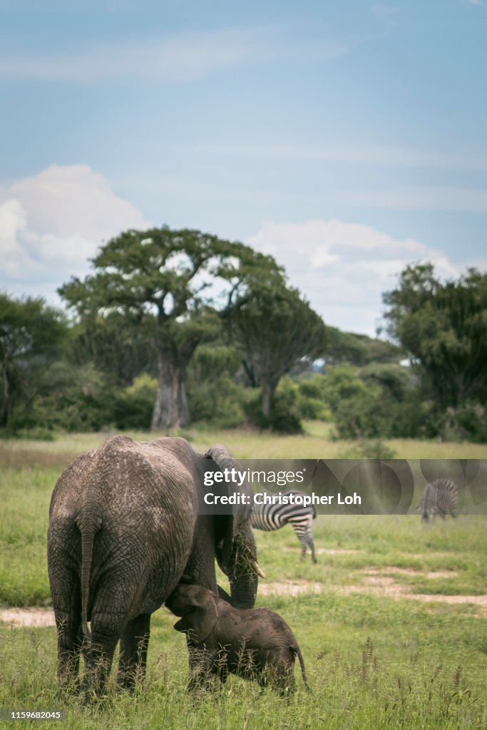 Elephant calf with mother