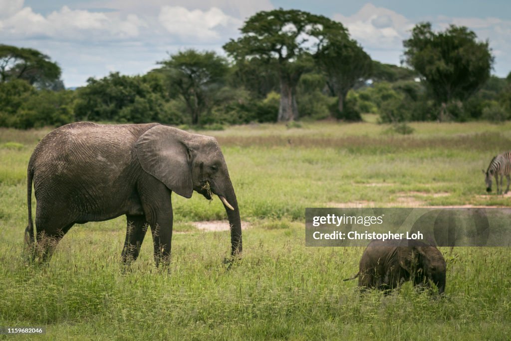 Elephant calf with mother