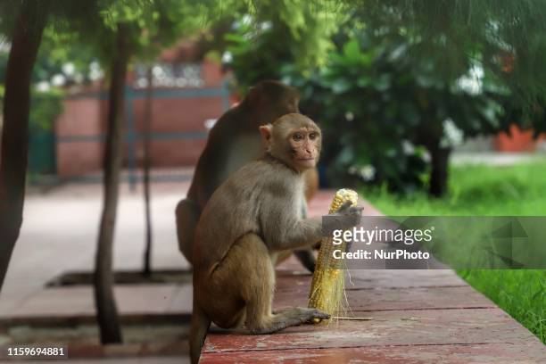 Monkey eats a corn cob outside a metro station in New Delhi on 4 August 2019.