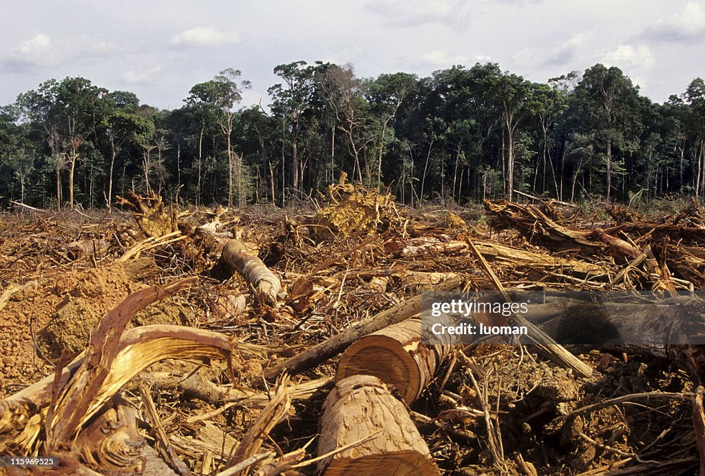 Entwaldung