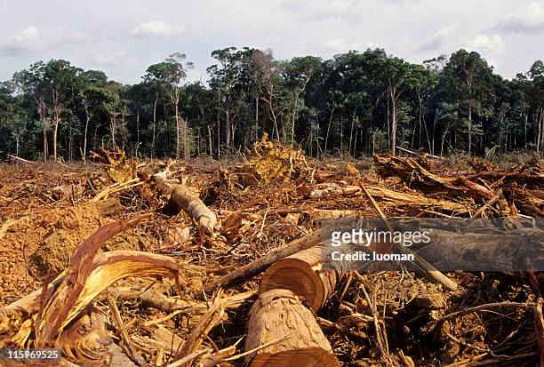 disboscamento - destruction foto e immagini stock