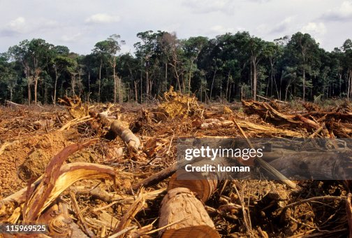 Deforestation Deforestation
