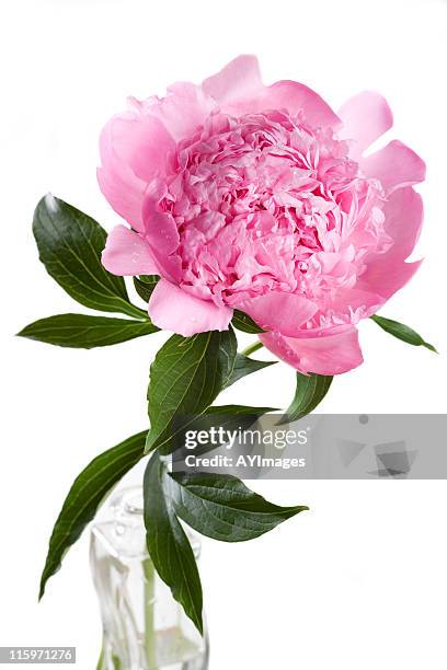 peónia rosa'mons. jules elie'(paeonia lactiflora - peónia imagens e fotografias de stock