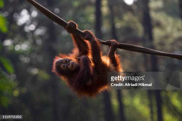 baby bornean orangutan - baby orangutan stockfoto's en -beelden